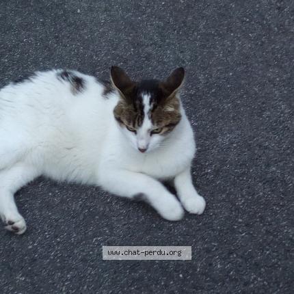 Chat Trouve A Rennes Chat Perdu France