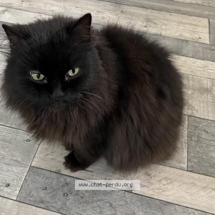 Photo 1/1 Booba Chat perdu à Mougins