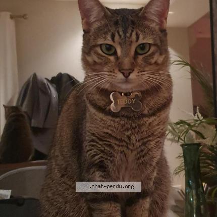 Teddy Chat Perdu Et Retrouve A Royssy En France Chat Perdu France