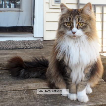 Photo 1/1 Jasmine Chat perdu à Wisc rapids