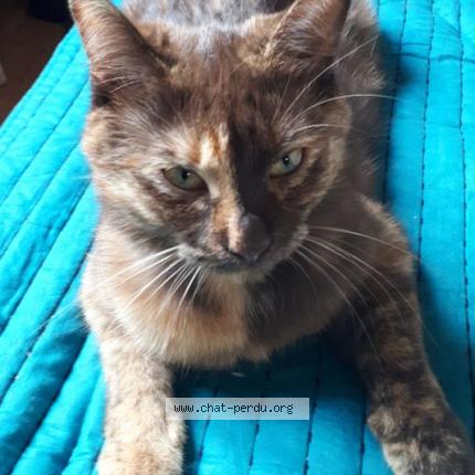 Photo 1/1 BISCOTTE Chat perdu à Oberhausbergen