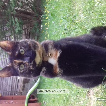 Photo 1/1 Pandora Chat perdu à Saint laurent sous coiron