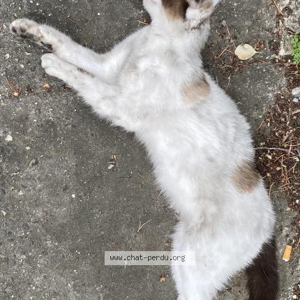 Chat Trouve A Toulouse Chat Perdu France Chat Trouve A Toulouse Chat Perdu France