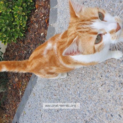Chat Trouve A Toulouse Chat Perdu France Chat Trouve A Toulouse Chat Perdu France