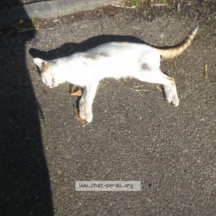 Chat Trouve A Aubigny Chat Perdu France Chat Trouve A Aubigny Chat Perdu France