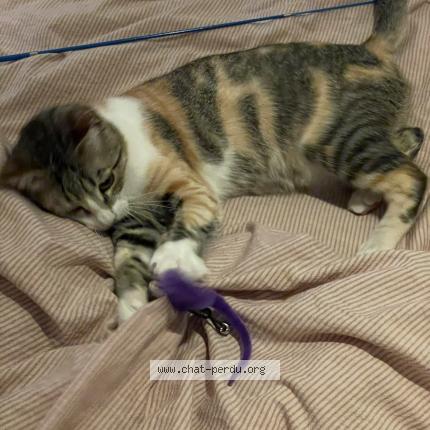 Photo 1/1 Alaska Chat perdu à Banyuls dels aspres