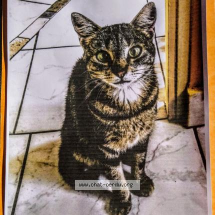 Photo 1/1 NAO Chat perdu à Nantes