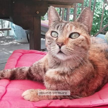 Pilule Chat Perdu A Aiguines Chat Perdu France