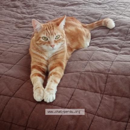 Photo 1/1 Chat retrouvé Perdu à Hambye