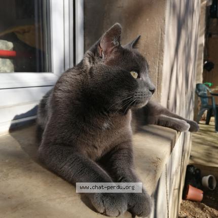 Bebe Chat Perdu A Briaucourt Chat Perdu France