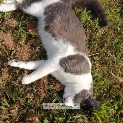 Chat Trouve A Bobigny Chat Perdu France