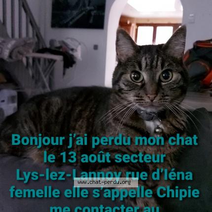 Chipie Chat Perdu A Lys Lez Lannoy Chat Perdu France Chipie Chat Perdu A Lys Lez Lannoy Chat Perdu France