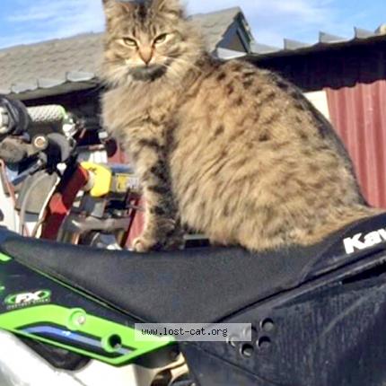 Photo 1/1 Nuggy Chat perdu à Laverton