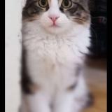 Chat Perdu Algerie Publication Immediate Et Gratuite
