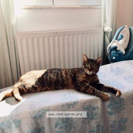 Mistigri Chat Perdu A Montpellier Chat Perdu France Mistigri Chat Perdu A Montpellier Chat Perdu France