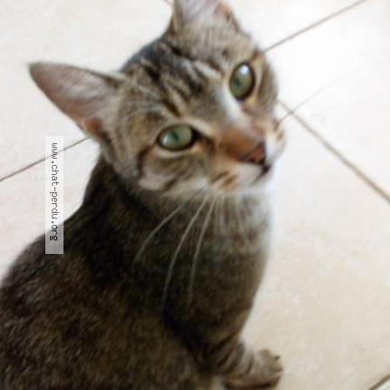 Photo 1/1 Penelope Chat perdu à Saint laurent des vignes