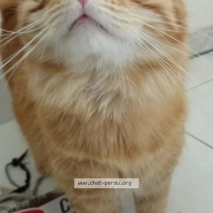 Petit Bebe Chat Perdu A Labastide Rouairoux Chat Perdu France