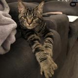 Chat Perdu Ou Trouve Ile Bizard Quebec Canada