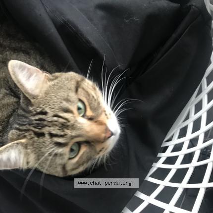 Thor Chat Perdu A Le Ronssoy Chat Perdu France