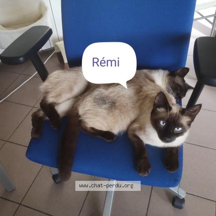 Photo 1/1 Rémi Chat perdu à Andouille neuville