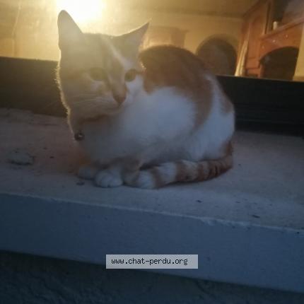 Photo 1/1 Coco Chat perdu à Pont de l arche