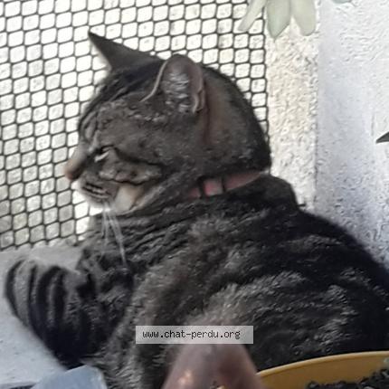 Photo 1/1 Mimine Chat perdu à Marsillargues