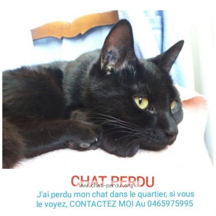 Pchipchout Chat Perdu A Schaerbeek Chat Perdu Belgique