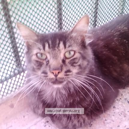 Photo 1/1 havane Chat perdu à Marseille