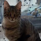 Photo de chat perdu à Poitiers