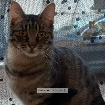 Photo 1/1 Pimousse Chat perdu à Poitiers