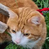Chat Perdu Ou Trouve Angers Maine Et Loire 49 France