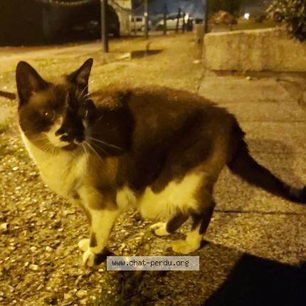 6377 Chat Trouve A Malakoff Chat Perdu France