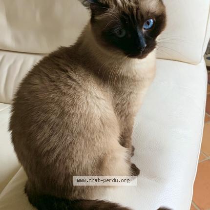 Photo 1/1 Biba Chat perdu à Villeneuve saint denis