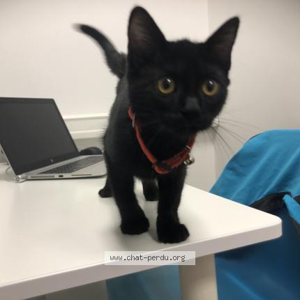 Chat Trouve A Bordeaux Chat Perdu France