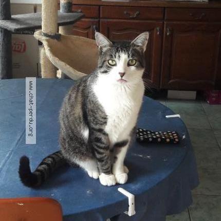 Photo 1/1 pti gris Chat perdu à Pre en pail st samson