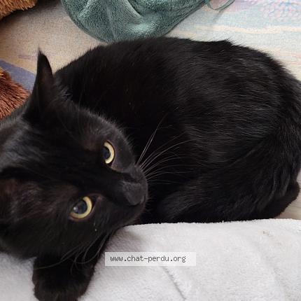 Crocmo Chat Perdu A Massiac Chat Perdu France Crocmo Chat Perdu A Massiac Chat Perdu France