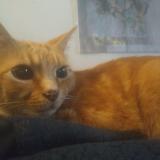 Chat Trouve Toulouse Haute Garonne 31 France Chat Trouve Toulouse Haute Garonne 31 France