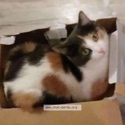 Photo 1/1 MANDEL Chat perdu à Istres