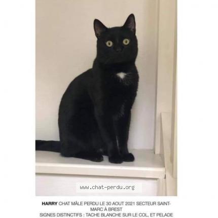 Harry Chat Perdu A Brest Chat Perdu France Harry Chat Perdu A Brest Chat Perdu France