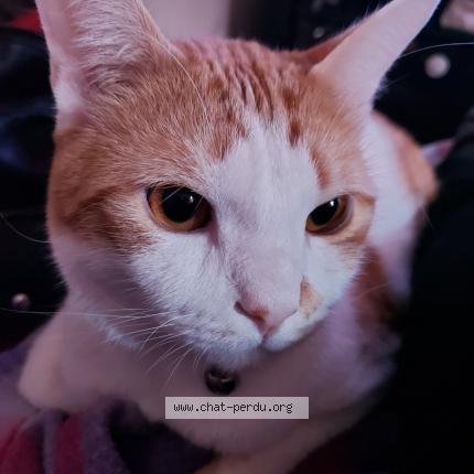 Photo 1/1 Chat retrouvé Perdu à Drancy