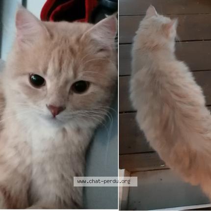 Mew Chat Perdu A Saint Pierre Chat Perdu Reunion
