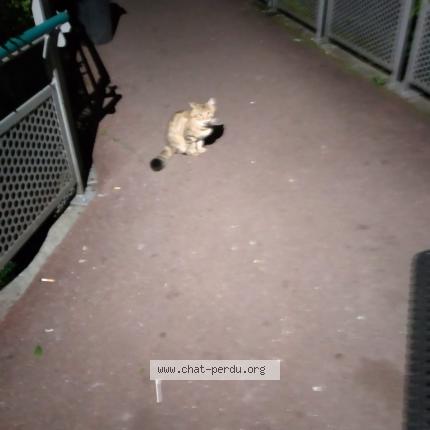 6392 Chat Trouve A Villiers Le Bel Chat Perdu France