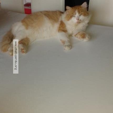 Simba Chat Perdu A Ouarville Chat Perdu France