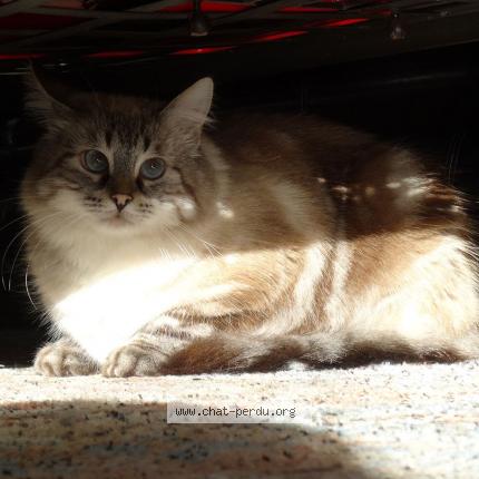 Photo 1/1 IPOD Chat perdu à La celle st cloud