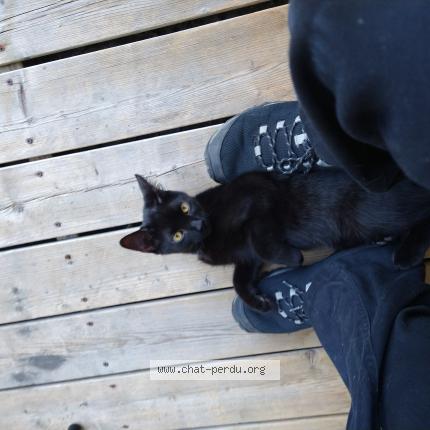 Chat Trouve A Ville De Quebec Chat Perdu Canada Chat Trouve A Ville De Quebec Chat Perdu Canada