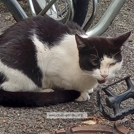 6405 Chat Trouve A Bordeaux Chat Perdu France