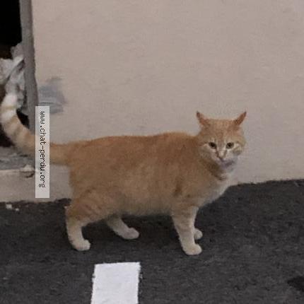 Photo 1/1 Poussy Chat perdu à Ollioules