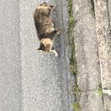 Chat Trouve Finistere 29 France Chat Trouve Finistere 29 France