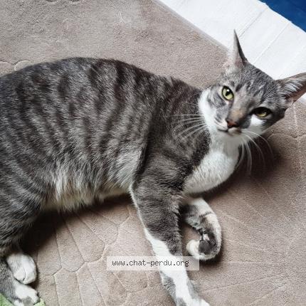 Chat Trouve A Quimper Chat Perdu France Chat Trouve A Quimper Chat Perdu France