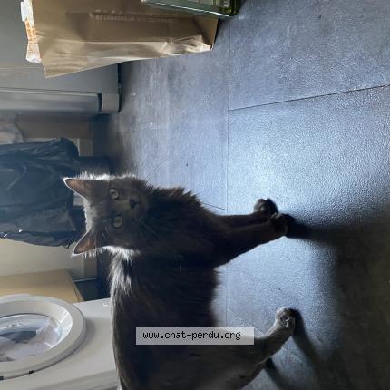 Chat Trouve A Toulouse Chat Perdu France Chat Trouve A Toulouse Chat Perdu France